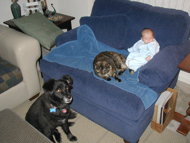 dogcat.jpg