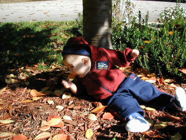 leaf.jpg